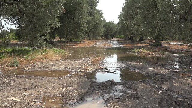 Flood irrigation of olive groves in southern Arag&oacute;n, Spain - 458
