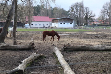 brown hors grazing in the pasture