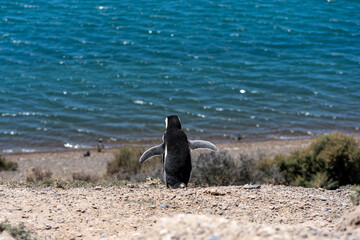 Adorable back view of Magellanic penguin walking towards the sea with open wings © Pajaros Volando