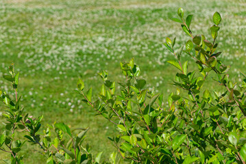Olden - Norway - June 28 - 2023 - Grass and flowers