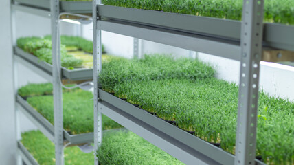 Fototapeta premium A high-tech indoor farm cultivating microgreens on multi-tiered shelves with advanced LED lighting for optimal growth.