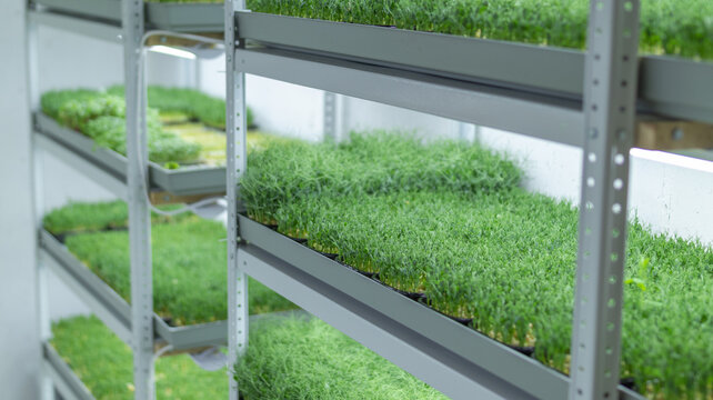 A high-tech indoor farm cultivating microgreens on multi-tiered shelves with advanced LED lighting for optimal growth.