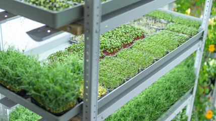 A close-up shot of microgreens sprouting densely in a hydroponic system under LED lights,...