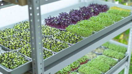A detailed close-up of young microgreens growing in trays under controlled conditions in an indoor farming system.
