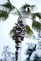 palm tree on blue sky background