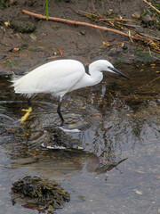 Little Egret (Egretta garzetta) at the mouth of the Mi&ntilde;or River. Sabaris, Galicia, Spain.