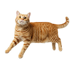 "Curious Cat on White Background"