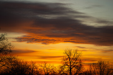 Obraz premium yellowish-blue morning sky with dark tree silhouettes