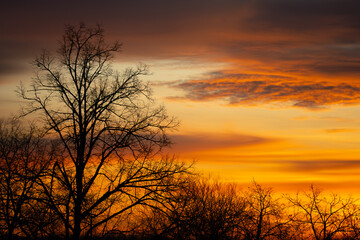 yellowish-blue morning sky with dark tree silhouettes