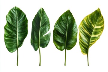 Obraz premium Three green leaves with varying shades of yellow.