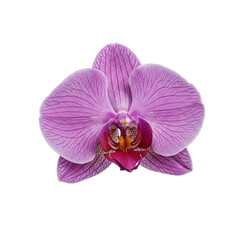 "Exotic Orchid on White Background"