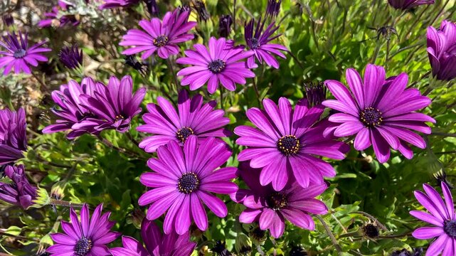 Osteospermum ecklonis flowers or Cape Marguerite,Dimorphotheca purple daisy growing in the garden of Tenerife,Canary Islands,Spain.Floral background,4K