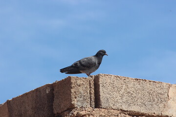 A close-up of rock dove standing on top of a house