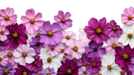 Blooming Cosmos: An array of cosmos flowers, showcasing a gradient of vibrant colors, creates a floral mosaic against a backdrop