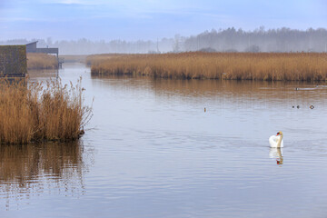 Morning at lake Federsee near Bad Buchau
