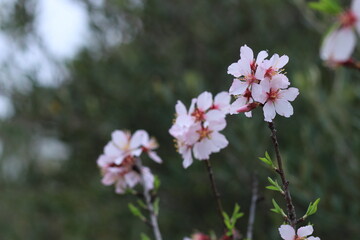 Pink and white flowers . Spring in the garden. Blooming fruit trees