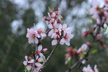 Pink and white flowers . Spring in the garden. Blooming fruit trees