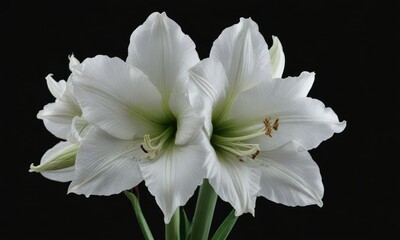 White Amaryllis on a Black Background, Blooming , blooms, large flowers, solo flower