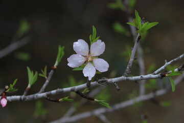 Pink and white flowers . Spring in the garden. Blooming fruit trees
