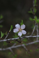 Pink and white flowers . Spring in the garden. Blooming fruit trees