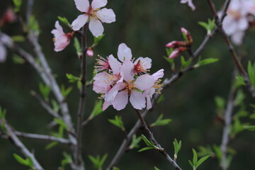 Pink and white flowers . Spring in the garden. Blooming fruit trees