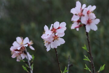 Fototapeta premium Pink and white flowers . Spring in the garden. Blooming fruit trees