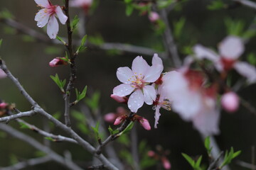 Pink and white flowers . Spring in the garden. Blooming fruit trees