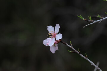 Pink and white flowers . Spring in the garden. Blooming fruit trees