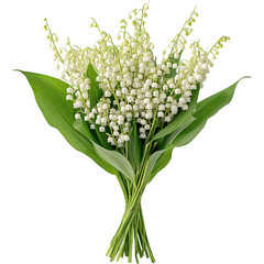 Obraz premium Lily of the valley Flower illustration, Beautiful Convallaria majalis image, Lily of the valley Plant isolated 