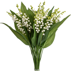 Obraz premium Lily of the valley Flower illustration, Beautiful Convallaria majalis image, Lily of the valley Plant isolated 