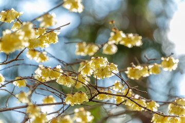 冬の日差しに輝くロウバイの花