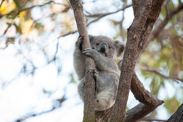 süsses Koala Jungtier schaut vom Baum herunter.