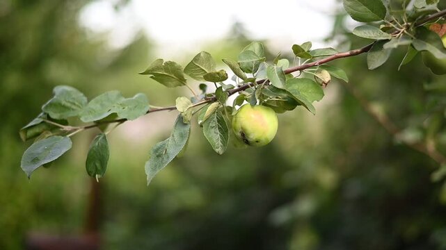 Ripe apples in an apple orchard before harvest. Large green delicious apples hanging from a tree branch in an orchard during the autumn harvest. Basket of apples. Autumn cloudy day, soft shadow