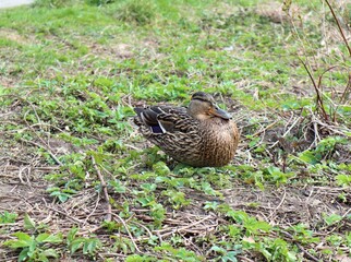 brown duck sits in the green grass
