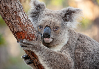 Alter männlicher Koala klammert sich am Baum.