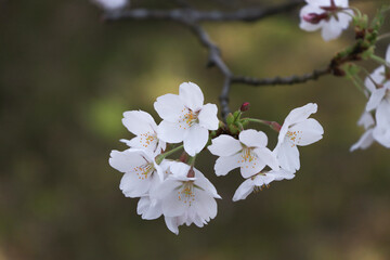 美しい日本の桜ソメイヨシノ