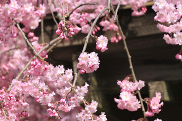 八重紅枝垂れ桜