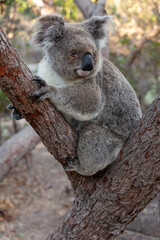 Alter männlicher Koala sitzt zwischen den Ästen un d  schaut runter.
