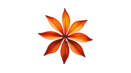 Vibrant orange leaf forming a flower shape on transparent background