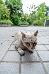 Adorable Blue-Eyed Cat Relaxing on Stone Tiles in Lush Green Garden