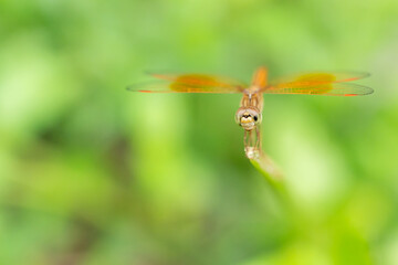 Brachythemis contaminata Dragonfly Perched on Twig, Close-Up Macro Shot