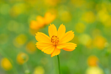Bright Yellow Cosmos Flower in Bloom with Blurred Yellow Field Background