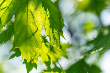 Close-up view of sunlit tree leaves with natural color diversity, contrasting light, soft diffused background, cloudy sky, and a nature-themed focus on botanical details