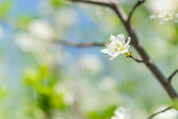 Close-up of white apple blossom with bokeh background, taken outdoors on a sunny day