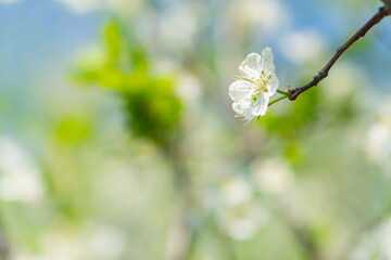 Close-up of freshly bloomed light pink flower with central yellow stamen, possibly in an orchard or garden Shallow depth of field effect
