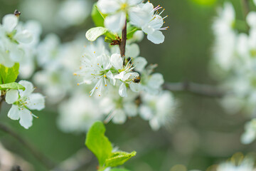Close-up shot of fruit tree blossoms, with open bud revealing details, green stems and varying...