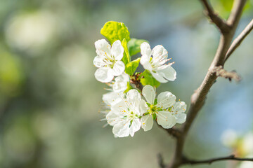 Obraz premium Close-up photograph of a branch with fresh, white blossoms and green leaves, possibly from early spring The image has a shallow depth of field and suggests delicate beauty in the natural progression
