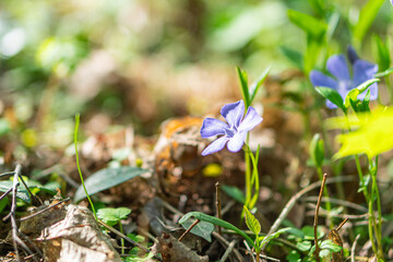 Close-up photo of a vibrant blue flower amidst other plants, possibly in a forest or meadow setting Emphasis on the flowers detail and natural environment