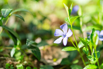 A beautiful collage features flourishing plants and flowers on the left, with small green ones...