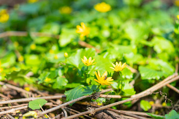 Close-up image of mixed green foliage with small yellow flowers, serrated leaves, and dense network of stems Background suggests more plants or ground beyond